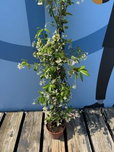 Toskanischer Jasmin - 120-140 cm - 4 Stück