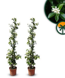 Toskanischer Jasmin - Trachelospermum jasminoides - 120-140 cm - 2 Stück