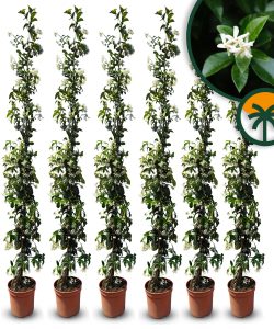 Toskanischer Sternjasmin - Trachelospermum jasminoides - 160-180 cm - 6 Stück