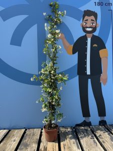 Toskanischer Sternjasmin - Trachelospermum jasminoides - 160-180 cm - 6 Stück