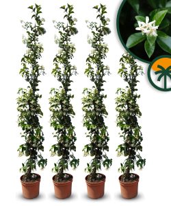 Toskanischer Jasmin - 160 cm - 4er-Set