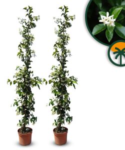 Toskanischer Jasmin - 160-180 cm - 2 Stück
