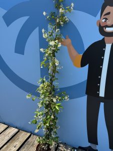 Toskanischer Jasmin - 160-180 cm - 2 Stück
