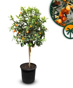 Kumquatbaum - Citrus fortunella - 160 cm