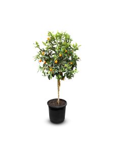 Kumquatbaum - Citrus fortunella - 160 cm