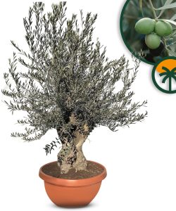Olivenbaum - Olea europaea - Bonsai in dekorativer Schale - 90 Jahre - 220 cm