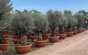 Olivenbaum - Olea europaea - Bonsai in dekorativer Schale - 90 Jahre - 220 cm