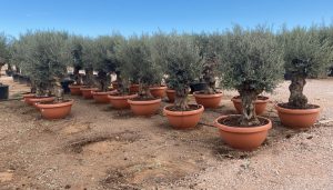 Olivenbaum - Olea europaea - Bonsai in dekorativer Schale - 90 Jahre - 220 cm