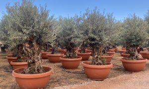 Olivenbaum - Olea europaea - Bonsai in dekorativer Schale - 90 Jahre - 220 cm