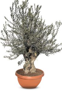 Olivenbaum - Olea europaea - Bonsai in dekorativer Schale - 90 Jahre - 220 cm