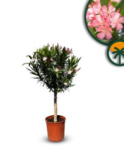 Rosa Oleander auf Stamm - Nerium oleander - 100-120 cm