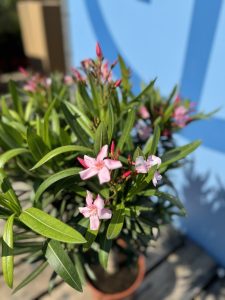 Rosa Oleander auf Stamm - Nerium oleander - 100-120 cm