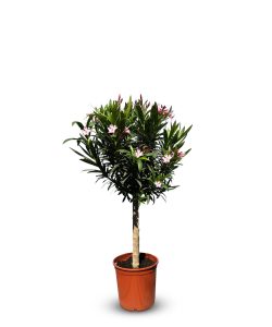 Rosa Oleander auf Stamm - Nerium oleander - 100-120 cm