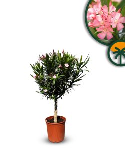 Oleander auf Stamm - Rosa - 90-110 cm