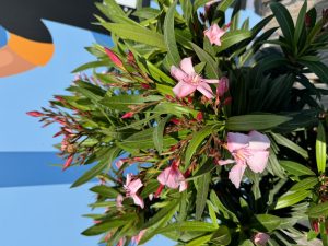 Oleander auf Stamm - Rosa - 90-110 cm