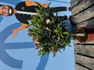 Oleander auf Stamm - Rosa - 90-110 cm