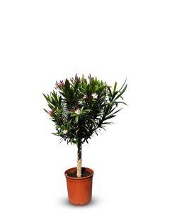 Oleander auf Stamm - Rosa - 90-110 cm