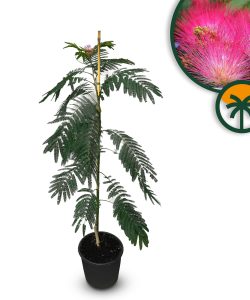 Schlafbaum - Albizia Ombrella - 160 cm