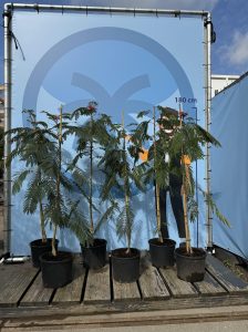 Schlafbaum - Albizia Ombrella - 160 cm