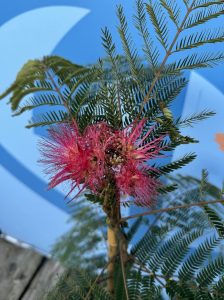 Schlafbaum - Albizia Ombrella - 160 cm