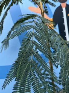 Schlafbaum - Albizia Ombrella - 160 cm
