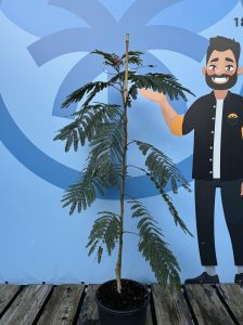 Schlafbaum - Albizia Ombrella - 160 cm