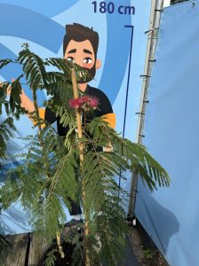 Schlafbaum - Albizia Ombrella - 160 cm