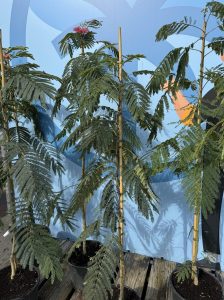 Schlafbaum - Albizia Ombrella - 160 cm