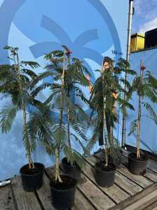 Schlafbaum - Albizia Ombrella - 160 cm