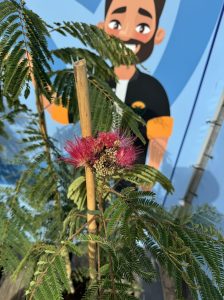 Schlafbaum - Albizia Ombrella - 160 cm