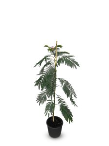 Schlafbaum - Albizia Ombrella - 160 cm
