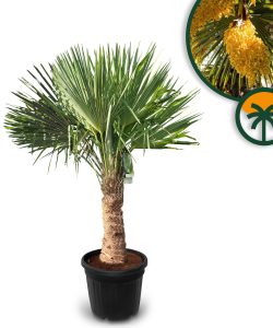 Palme - Trachycarpus fortunei - 40-50 cm Stamm