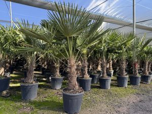 Palme - Trachycarpus fortunei - 40-50 cm Stamm