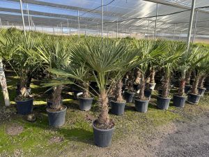 Palme - Trachycarpus fortunei - 40-50 cm Stamm