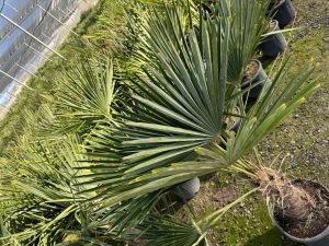 Palme - Trachycarpus fortunei - 40-50 cm Stamm