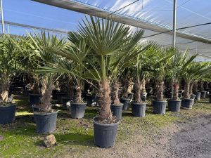 Palme - Trachycarpus fortunei - 40-50 cm Stamm