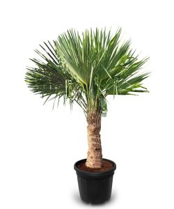 Palme - Trachycarpus fortunei - 40-50 cm Stamm
