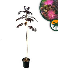 Persischer Seidenbaum - Albizia julibrissin Summer Chocolate - 160 cm