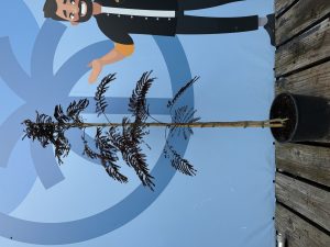 Persischer Seidenbaum - Albizia julibrissin Summer Chocolate - 160 cm