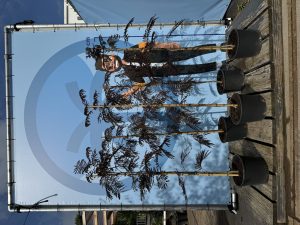 Persischer Seidenbaum - Albizia julibrissin Summer Chocolate - 160 cm