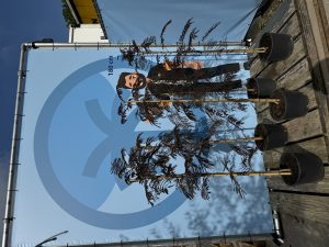Persischer Seidenbaum - Albizia julibrissin Summer Chocolate - 160 cm