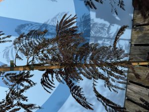 Persischer Seidenbaum - Albizia julibrissin Summer Chocolate - 160 cm