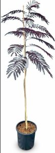 Persischer Seidenbaum - Albizia julibrissin Summer Chocolate - 160 cm