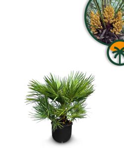 Palme - Chamaerops humilis - 60 cm