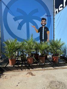 Palme - Chamaerops humilis - 60 cm