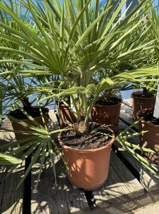 Palme - Chamaerops humilis - 60 cm