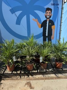 Palme - Chamaerops humilis - 60 cm