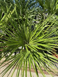 Palme - Chamaerops humilis - 60 cm