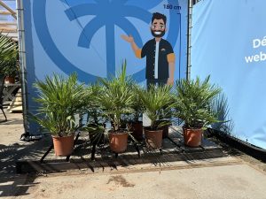 Palme - Chamaerops humilis - 60 cm