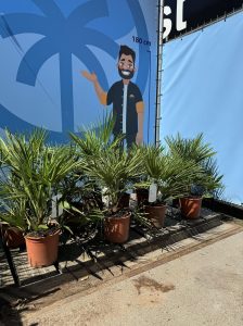 Palme - Chamaerops humilis - 60 cm